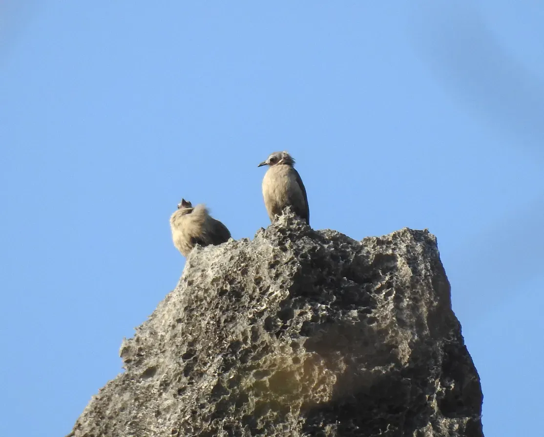 File:Bare-faced Bulbul1(Nok hualon).jpg