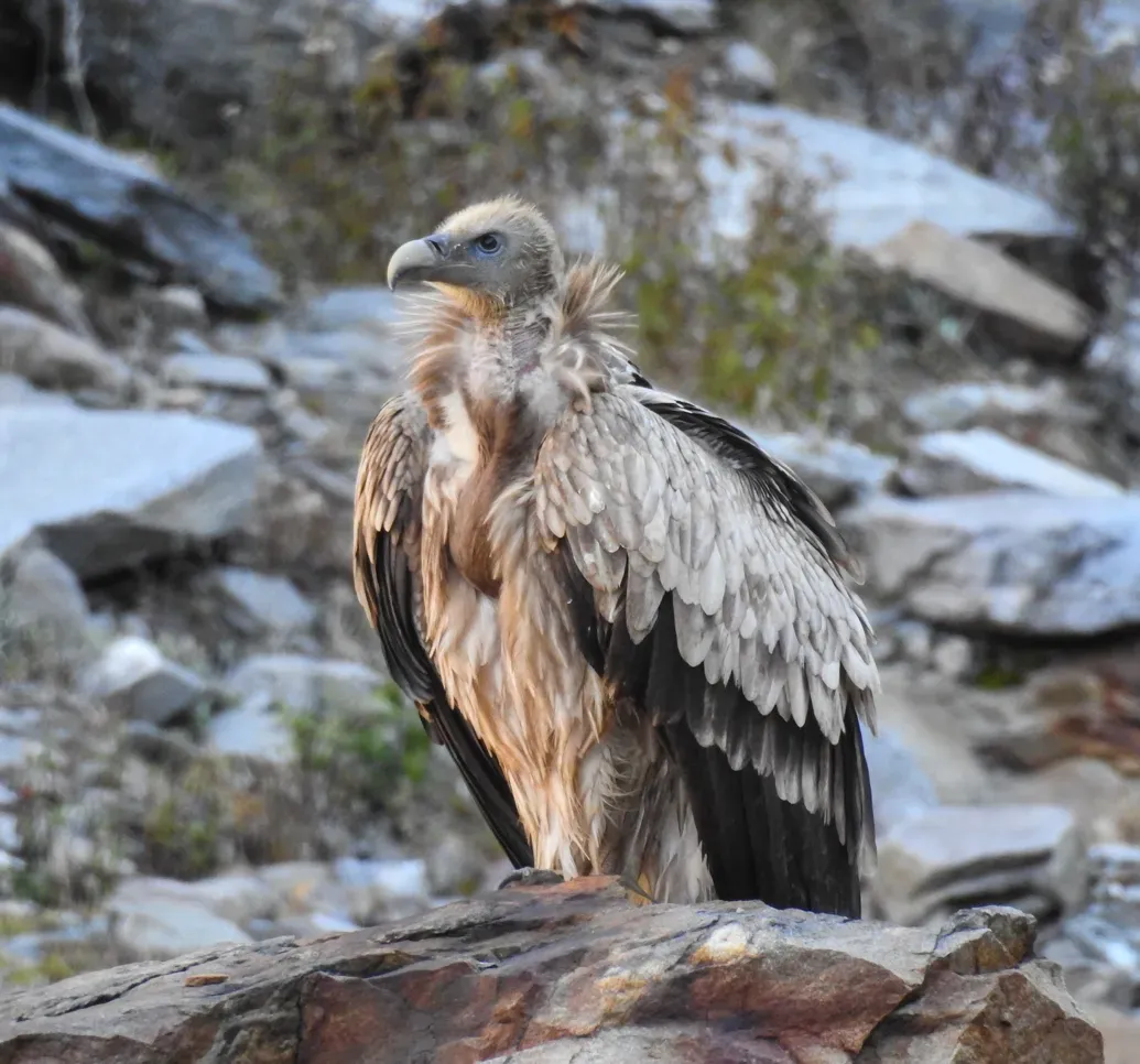File:Himalayan Griffon (Gyps himalayensis).jpg