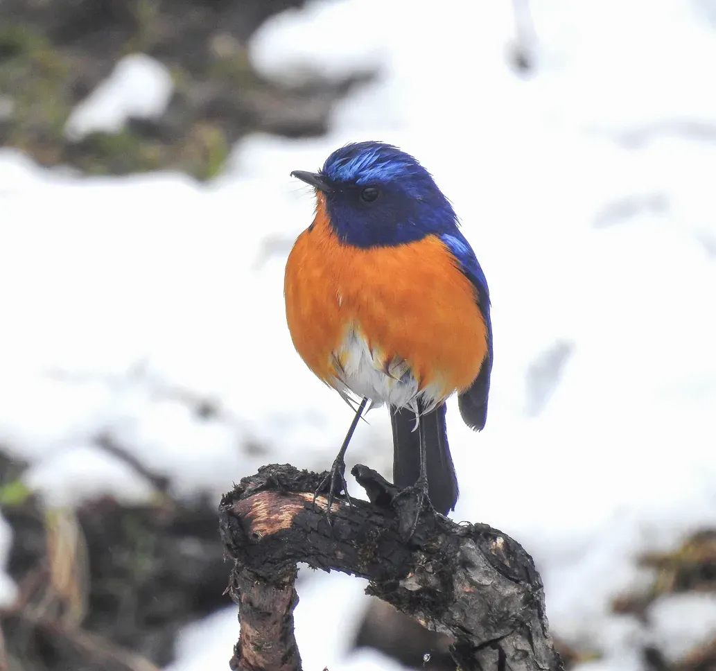 File:Rufous-breasted Bush Robin (Tarsiger hyperythrus).jpg