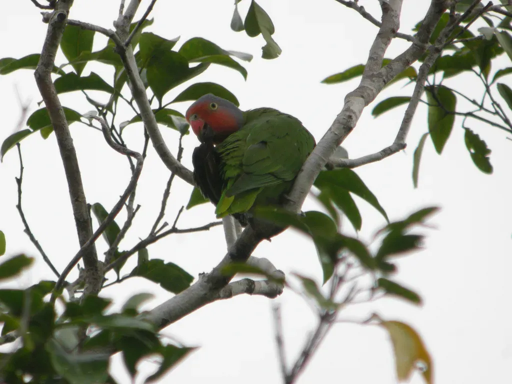 File:Geoffroyus geoffroyi -Papua New Guinea-6.jpg
