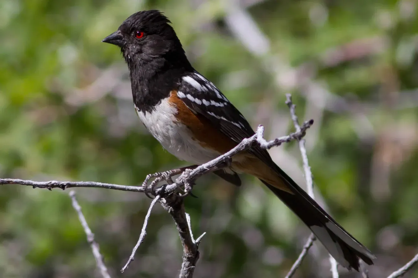 File:Pipilo maculatus 1.jpg