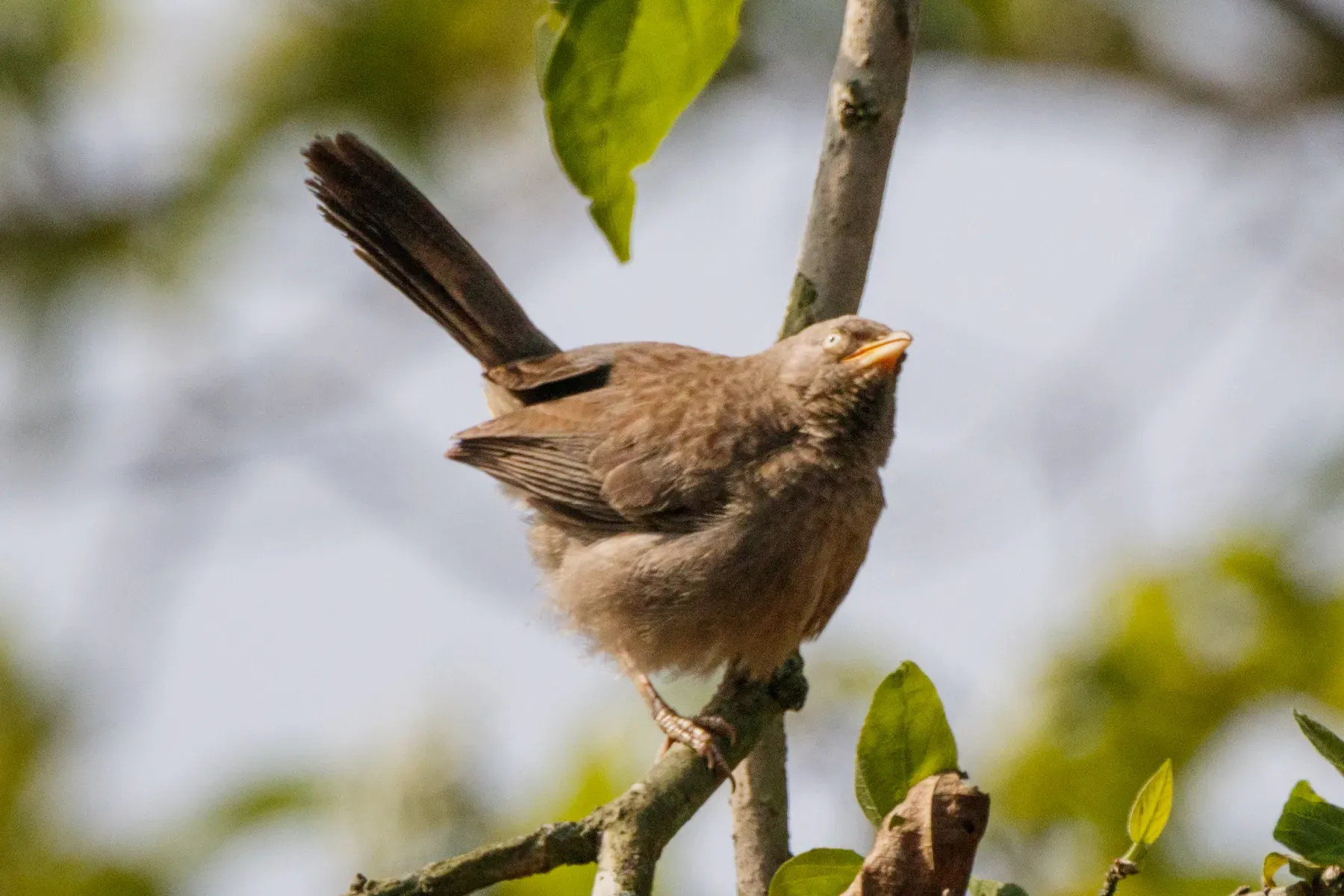 File:The jungle babbler (Argya striata) A8884.jpg