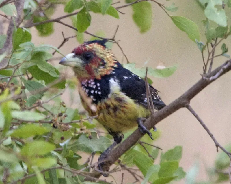 File:Crested Barbet (Trachyphonus vaillantii).jpg