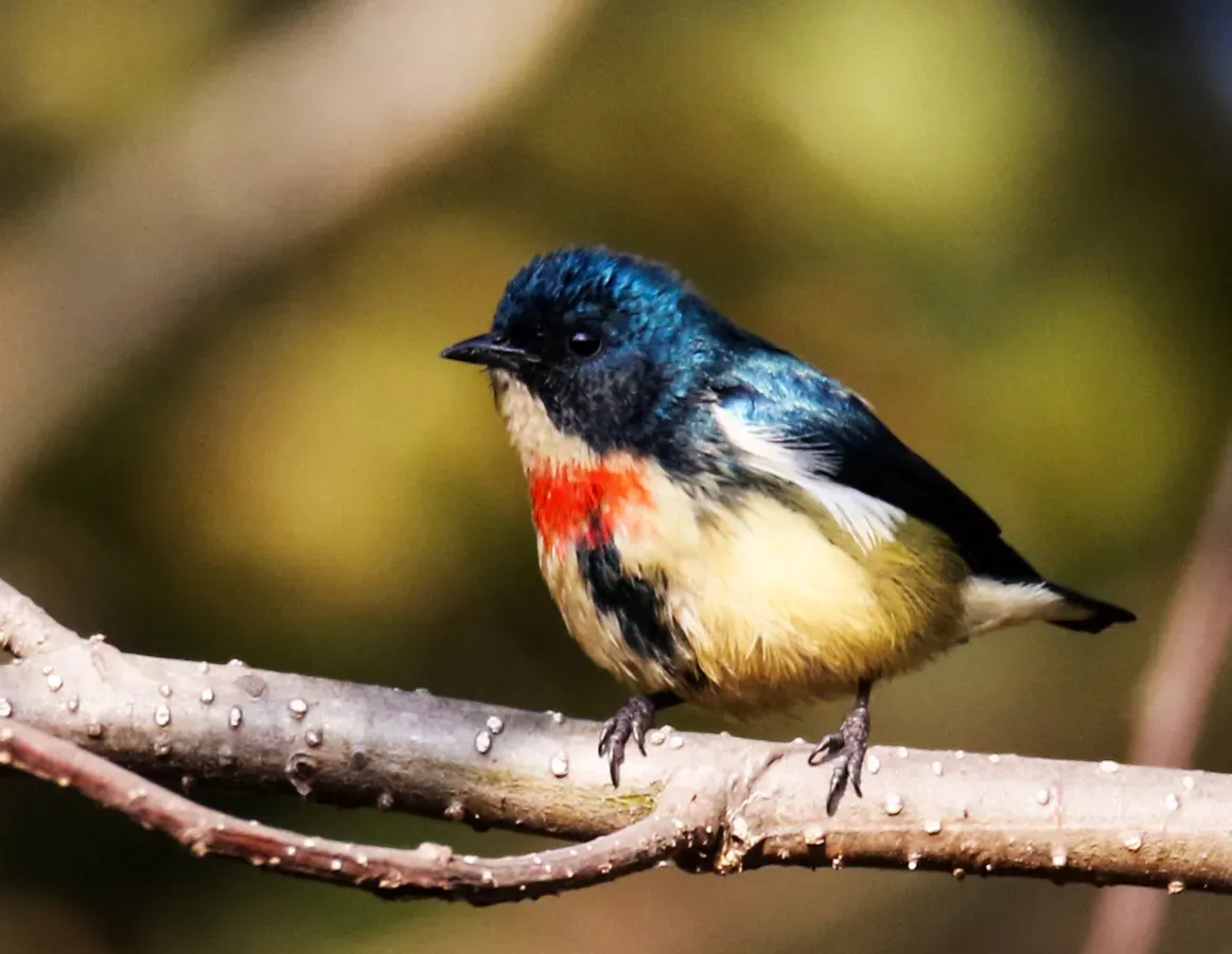 File:Dicaeum ignipectus Nepal by Krishna (cropped).jpg