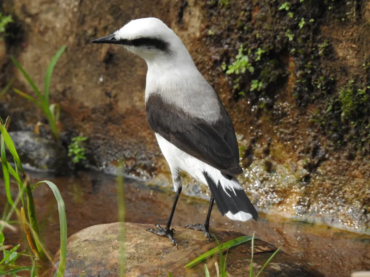 File:Fluvicola nengeta, Tiradentes, Minas Gerais, Brasil 1.jpg