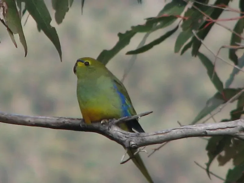 File:Neophema chrysostoma -Anglesea Heath -Victoria-6.jpg