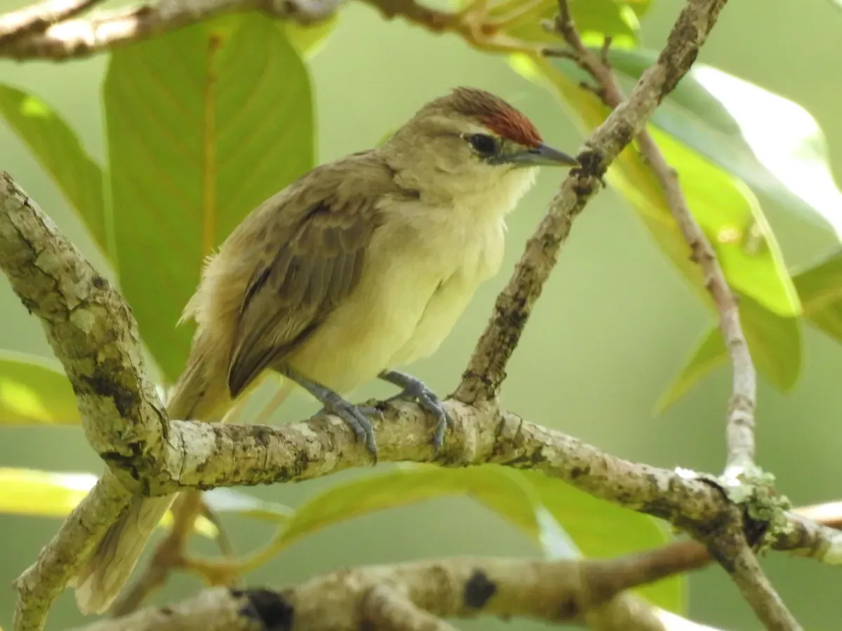 File:Phacellodomus rufifrons.jpg