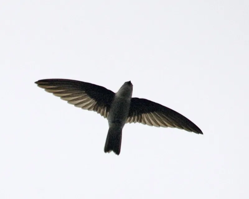File:AerodramusFuciphagus.LipKee.jpg