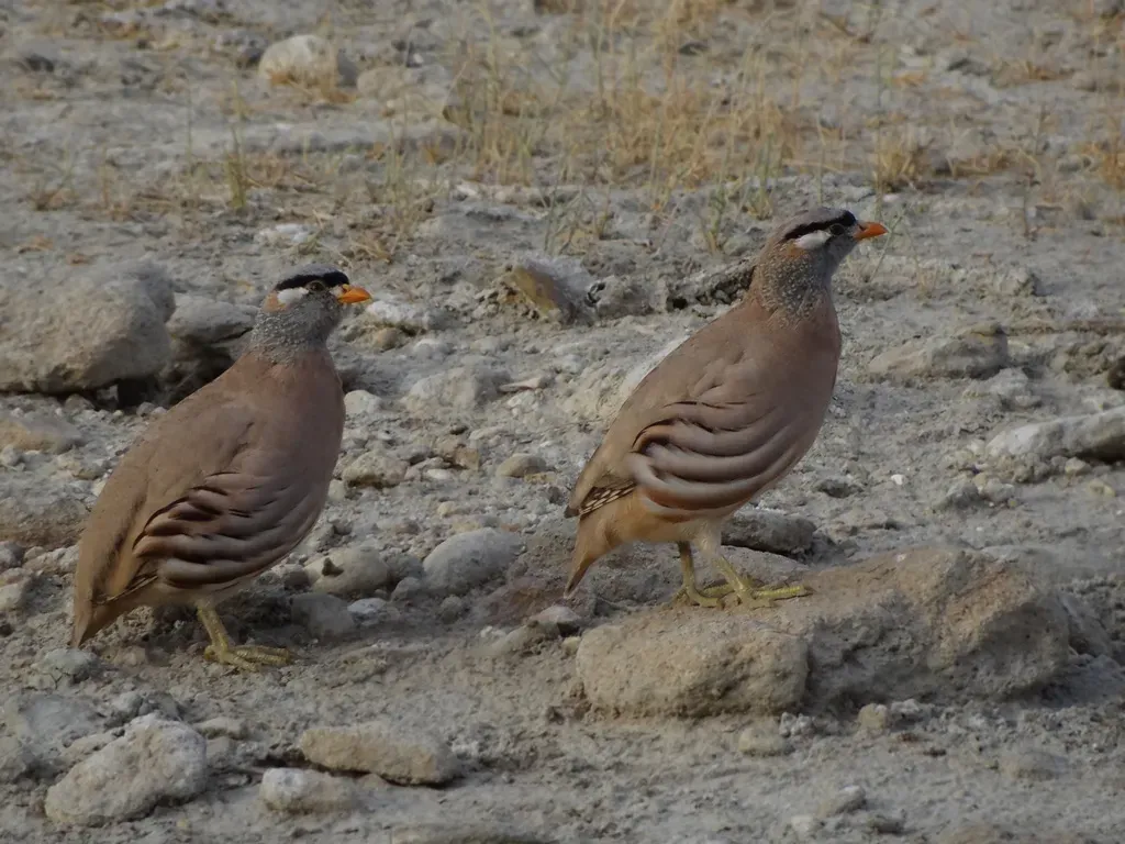 File:Ammoperdix griseogularis, Talagang tehsil PK.jpg