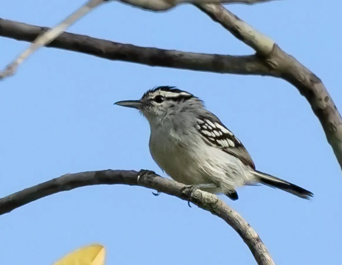 File:Herpsilochmus praedictus - Predicted antwren; Beruri, Amazonas, Brazil.jpg