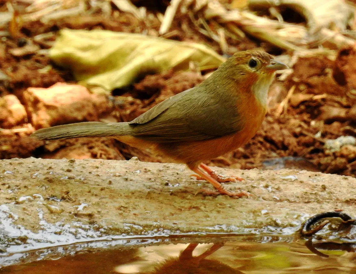 File:Tawny-bellied Babbler Dumetia hyperythra by Dr. Raju Kasambe DSCN1181 (8).jpg