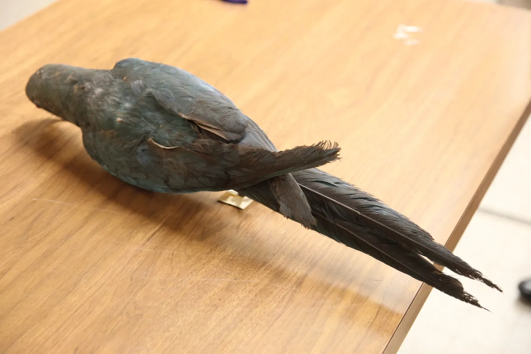 File:Anodorhynchus glaucus-MHNG 133.31-IMG 1285.JPG