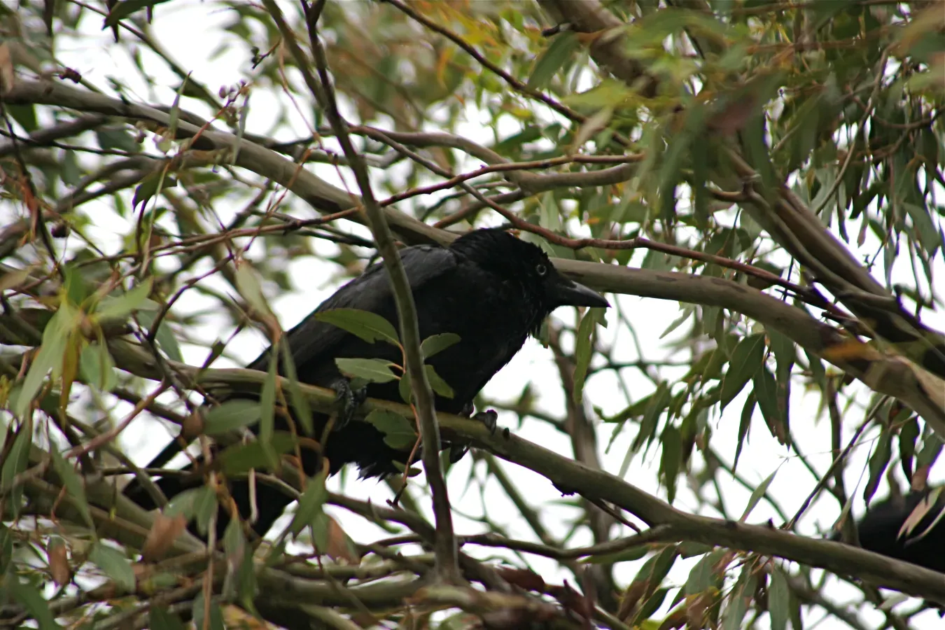 File:Corvus mellori.JPG