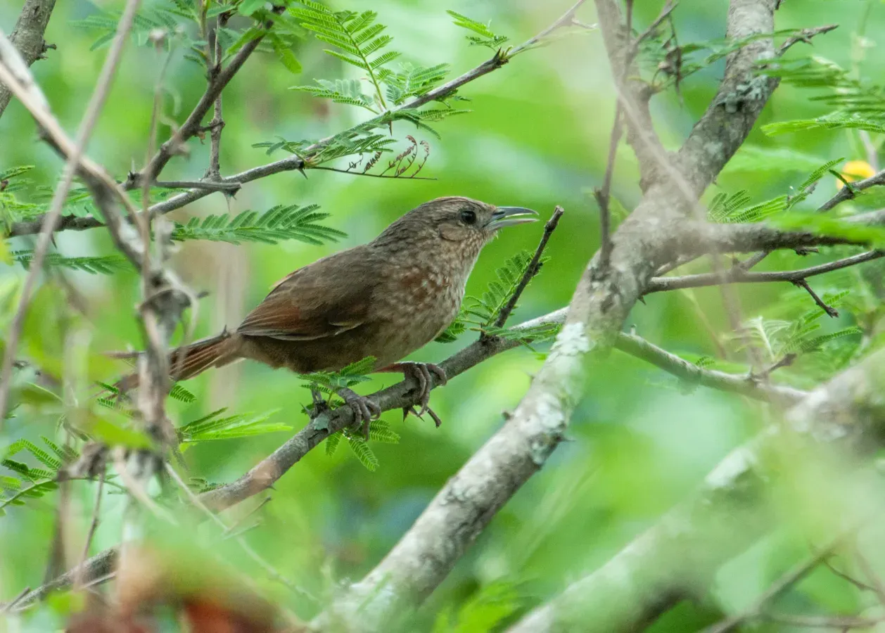 File:Phacellodomus maculipectus - Spot-breasted Thornbird.jpg