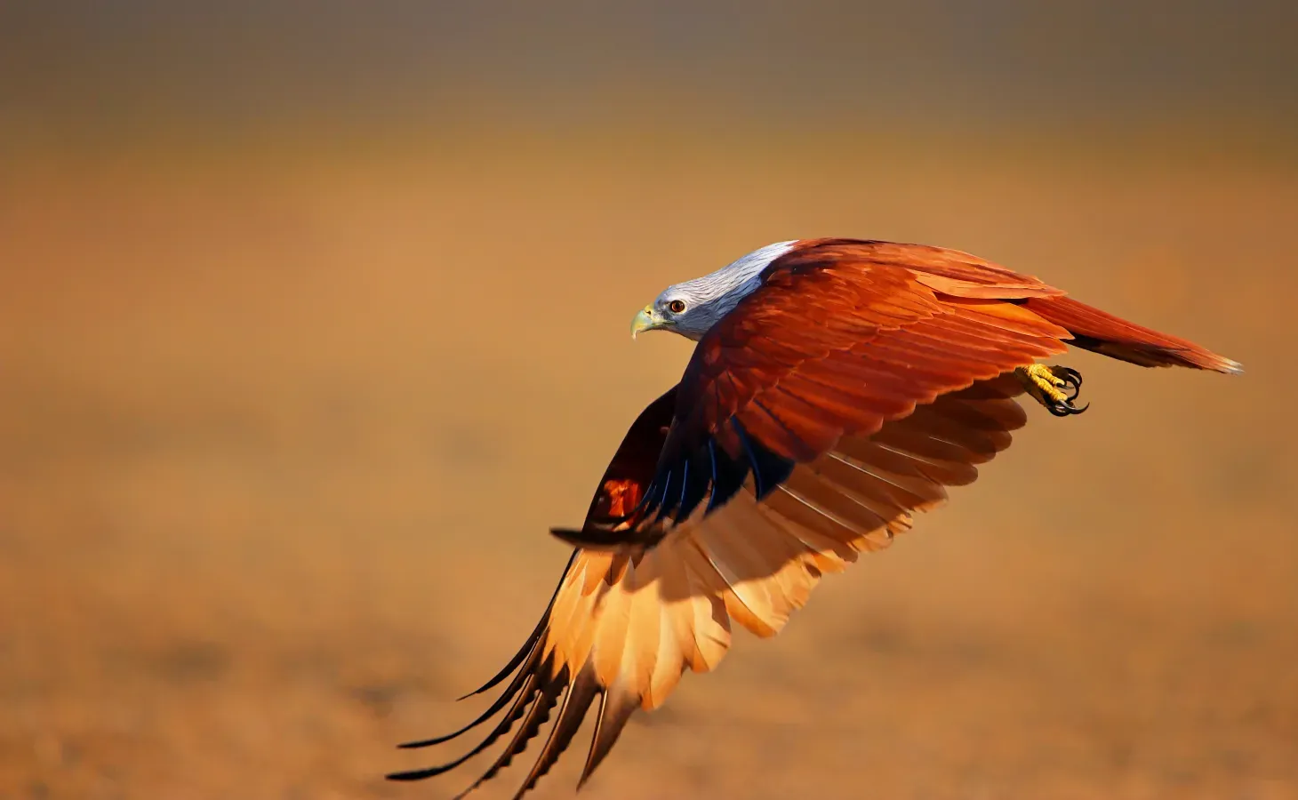 File:Brahminy kite (Haliastur indus), Kuakata Eco-Park.jpg