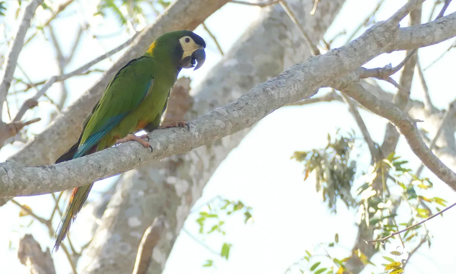 File:Golden-collared Macaw (Primolius auricollis).jpg
