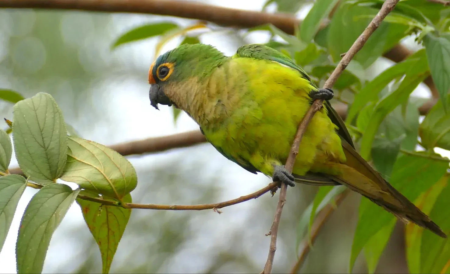 File:Peach-fronted Parakeet (Eupsittula aurea) feeding on small black fruits.jpg