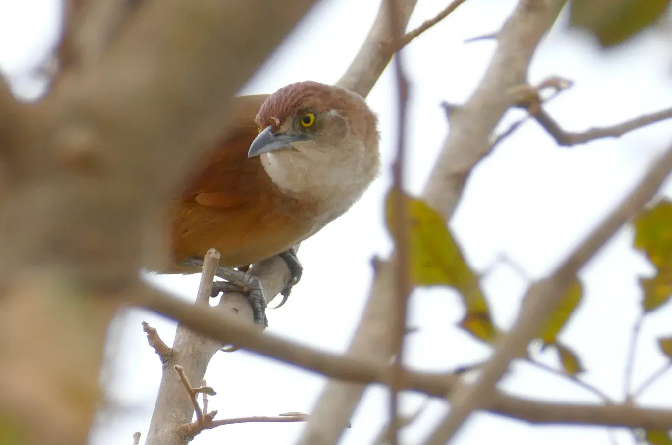 File:Greater Thornbird (Phacellodomus ruber).jpg