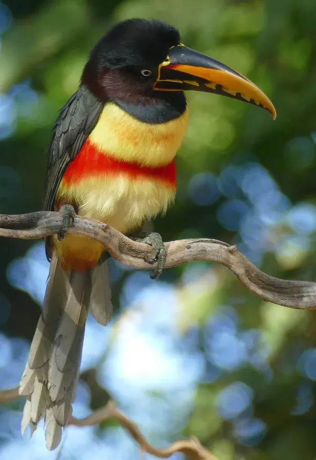 File:Chestnut-eared Aracari (Pteroglossus castanotis).jpg