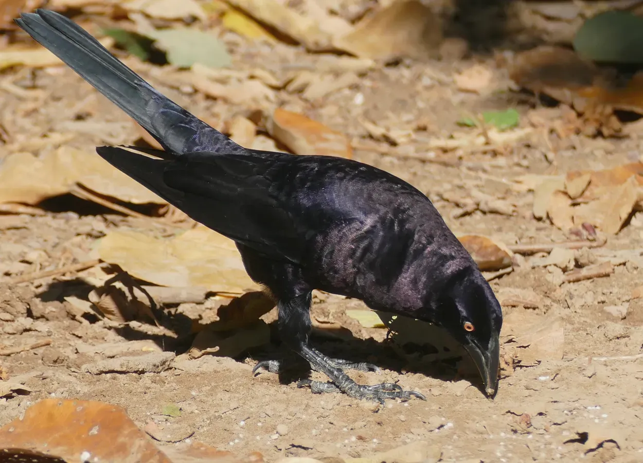 File:Giant Cowbird (Molothrus oryzivorus).jpg