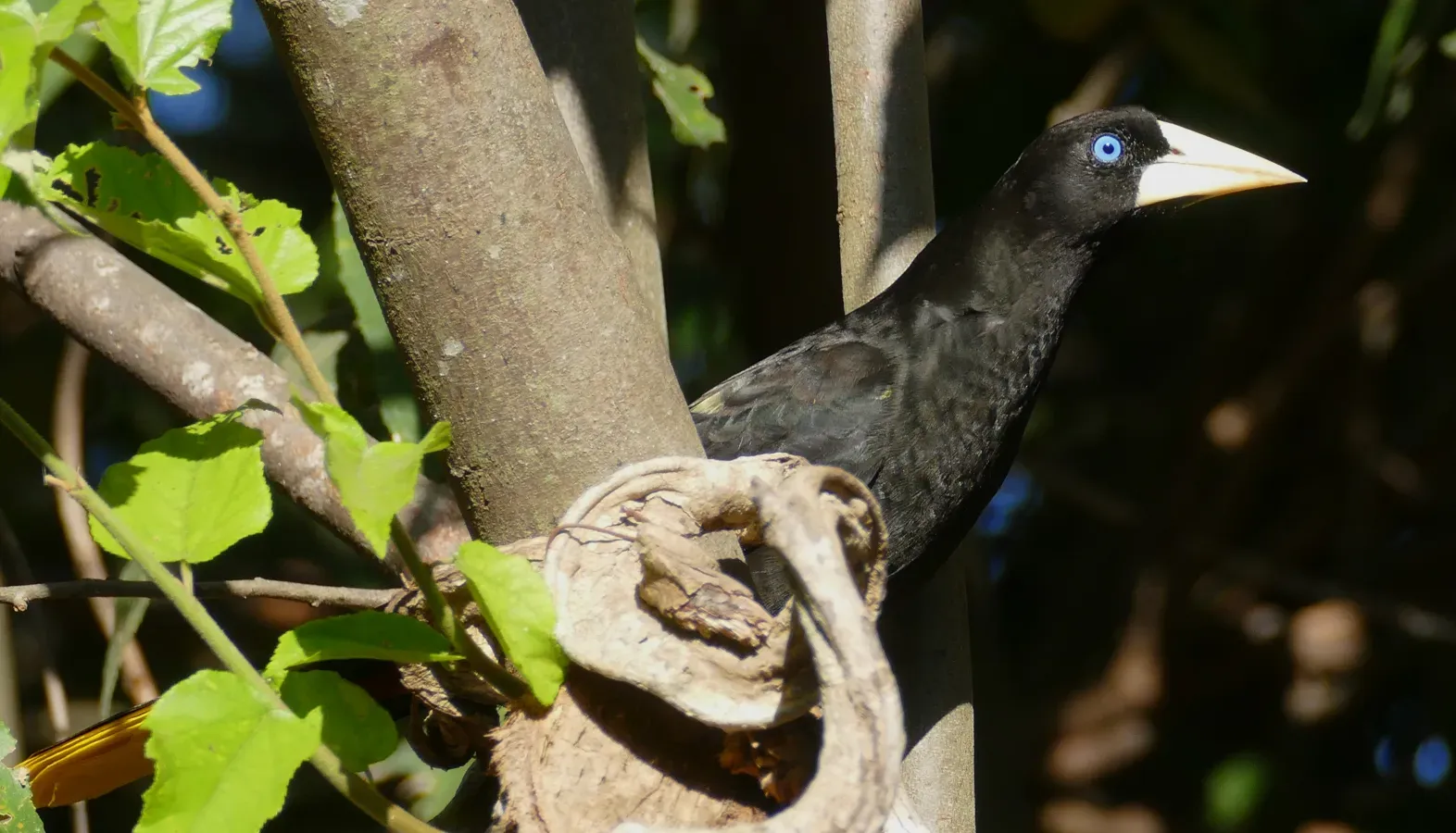 File:Crested Oropendola (Psarocolius decumanus).jpg