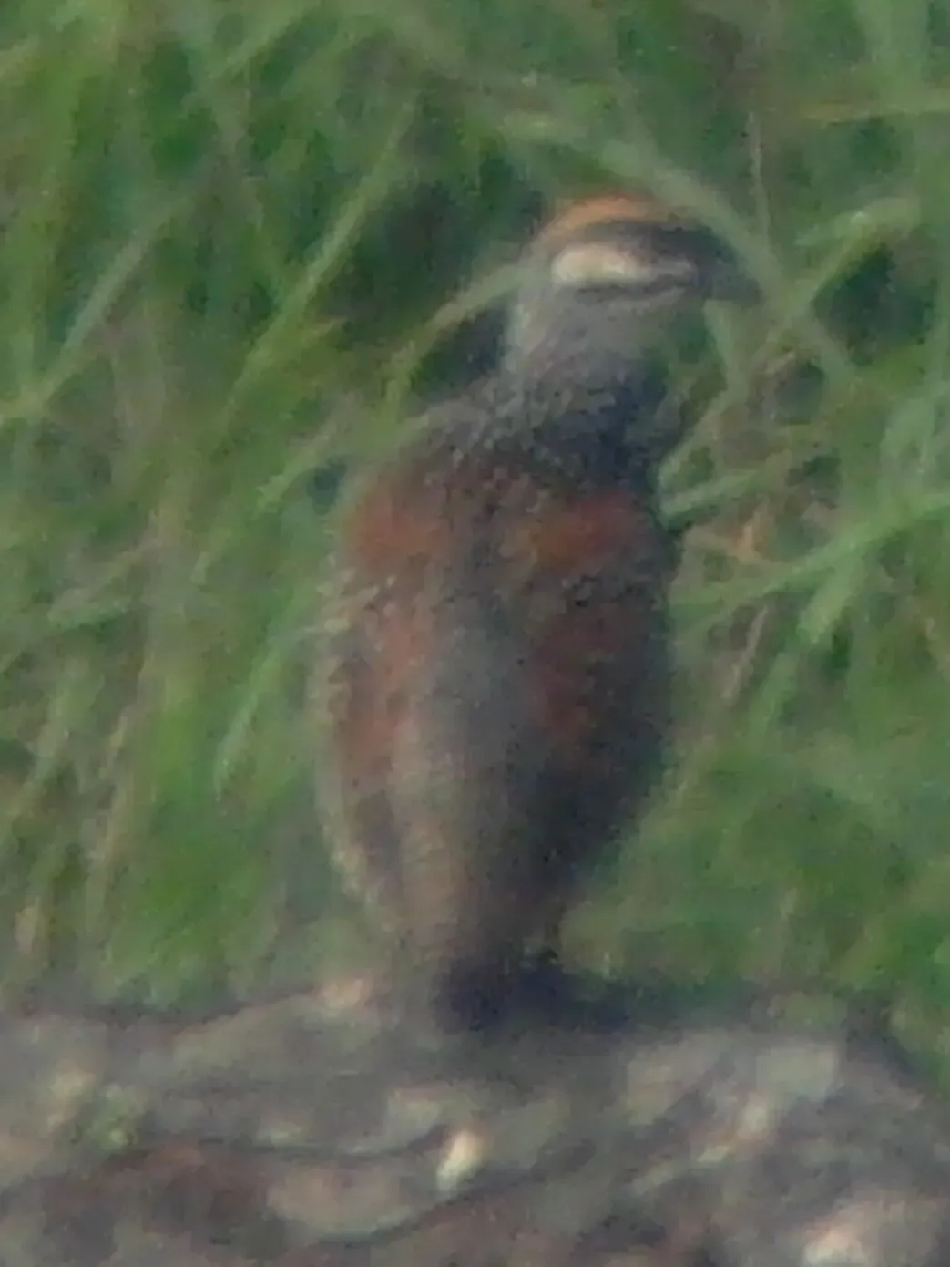 File:Francolinus pintadeanus, Hong Kong (5909962883).jpg