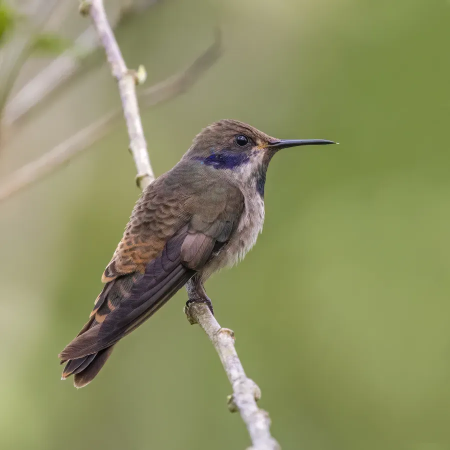 File:Brown violetear (Colibri delphinae).jpg