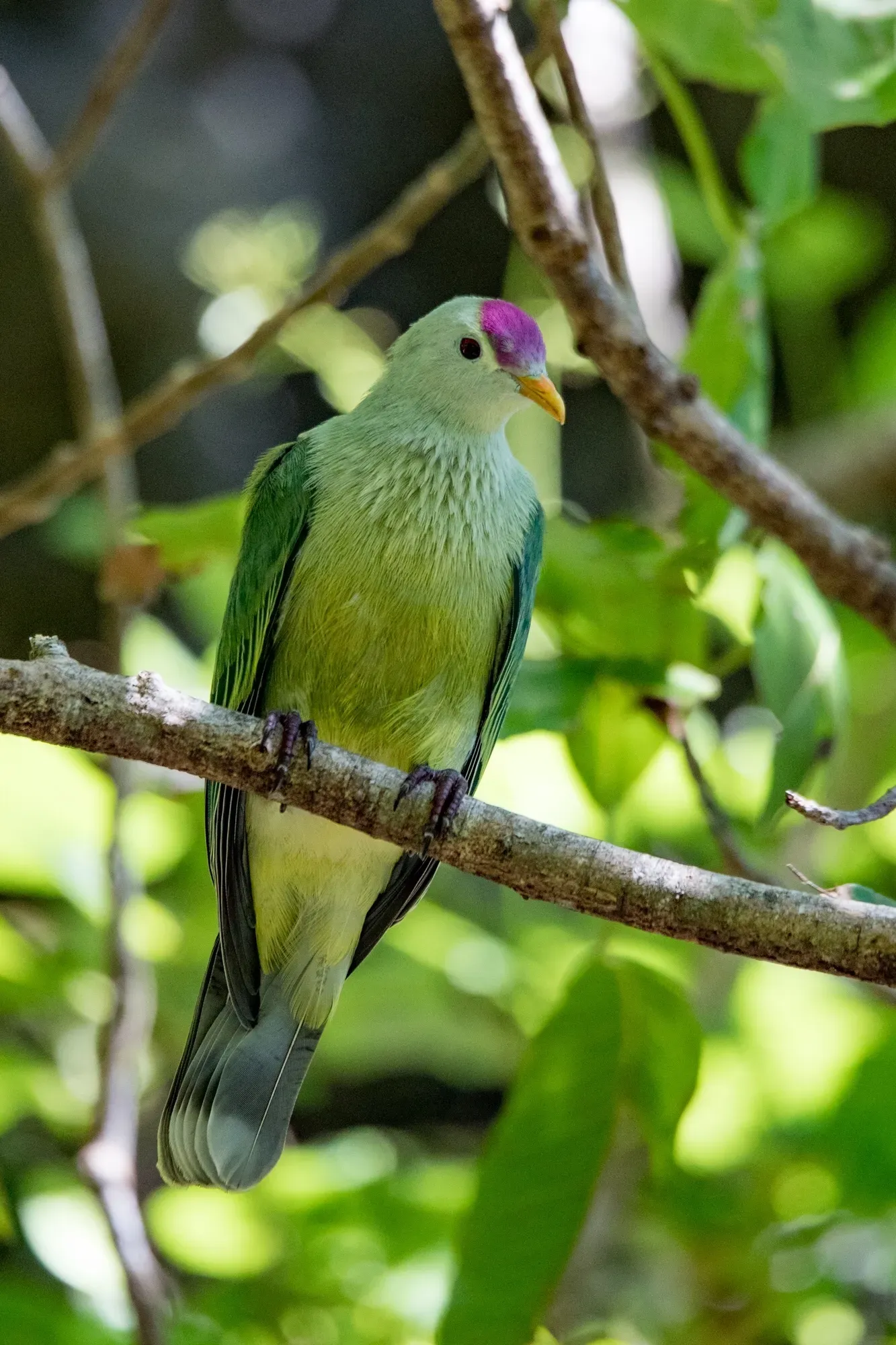 File:Ptilinopus chalcurus imported from iNaturalist photo 17248691 on 23 July 2019.jpg