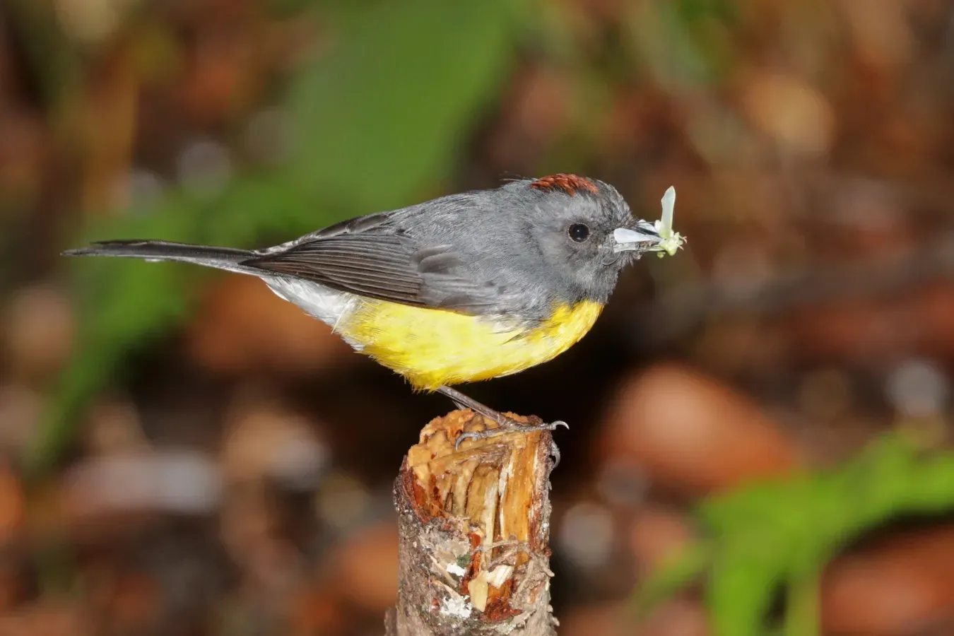 File:Slate-throated whitestart (Myioborus miniatus aurantiacus).jpg