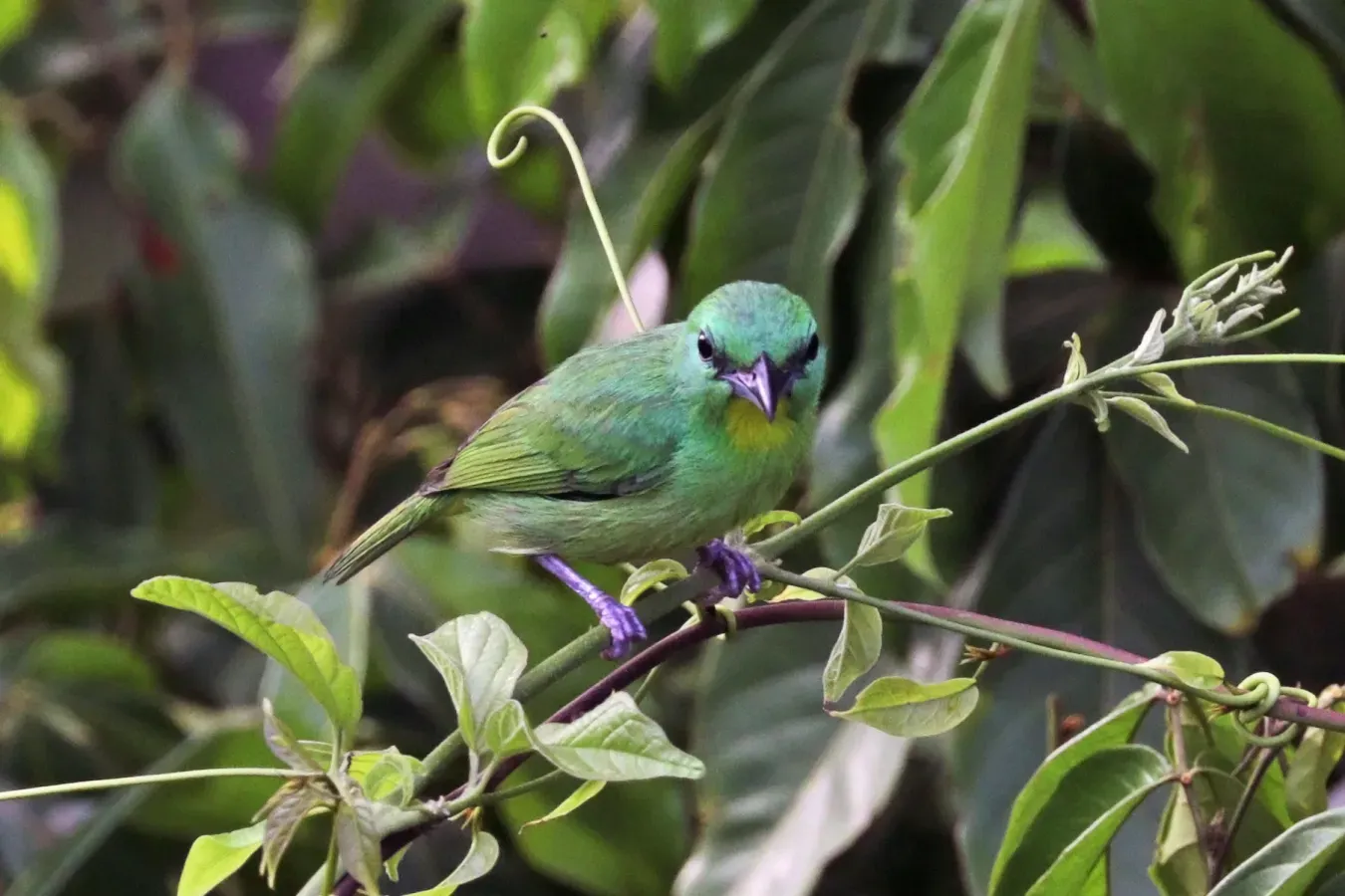 File:Green shrike-vireo (Vireolanius pulchellus).jpg