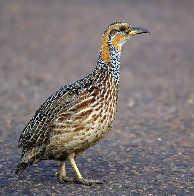 File:Scleroptila levaillantii00, crop.jpg