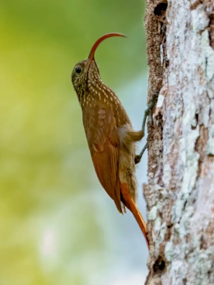 File:Campylorhamphus procurvoides - Curve-billed Scythebill; Botanic Garden Tower, Manaus, Amazonas, Brazil.jpg