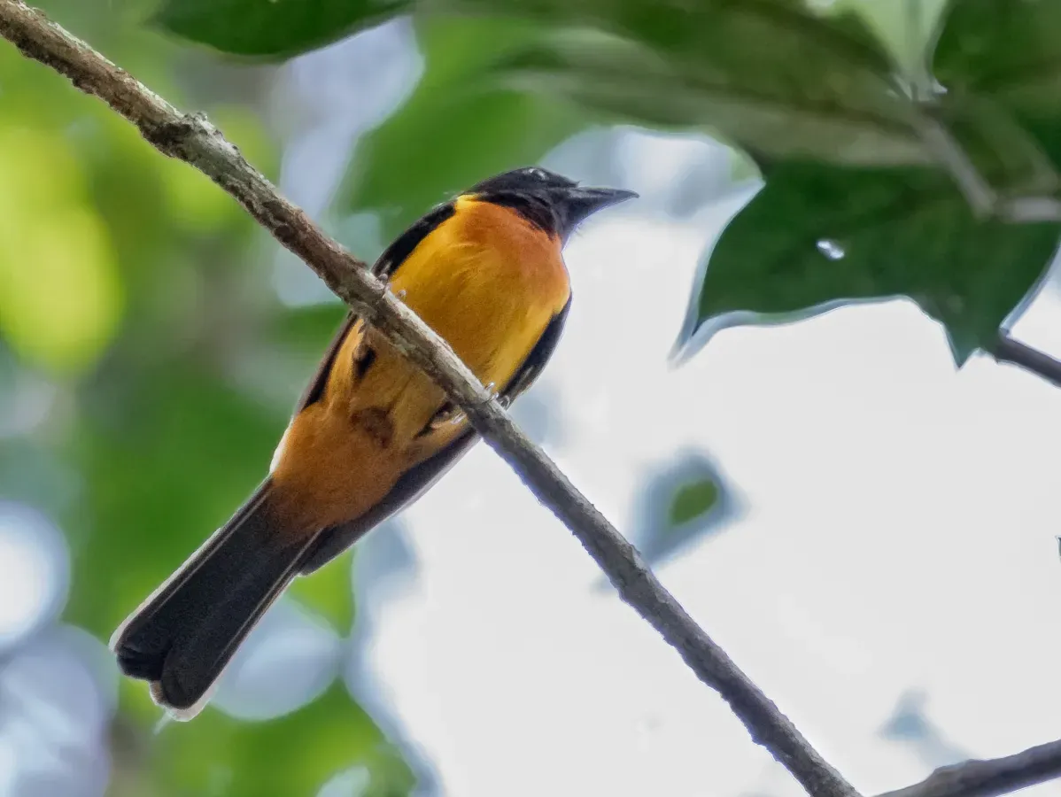 File:Lanio fulvus - Fulvous Shrike-Tanager (male); Botanic Garden, Manaus, Amazonas, Brazil.jpg