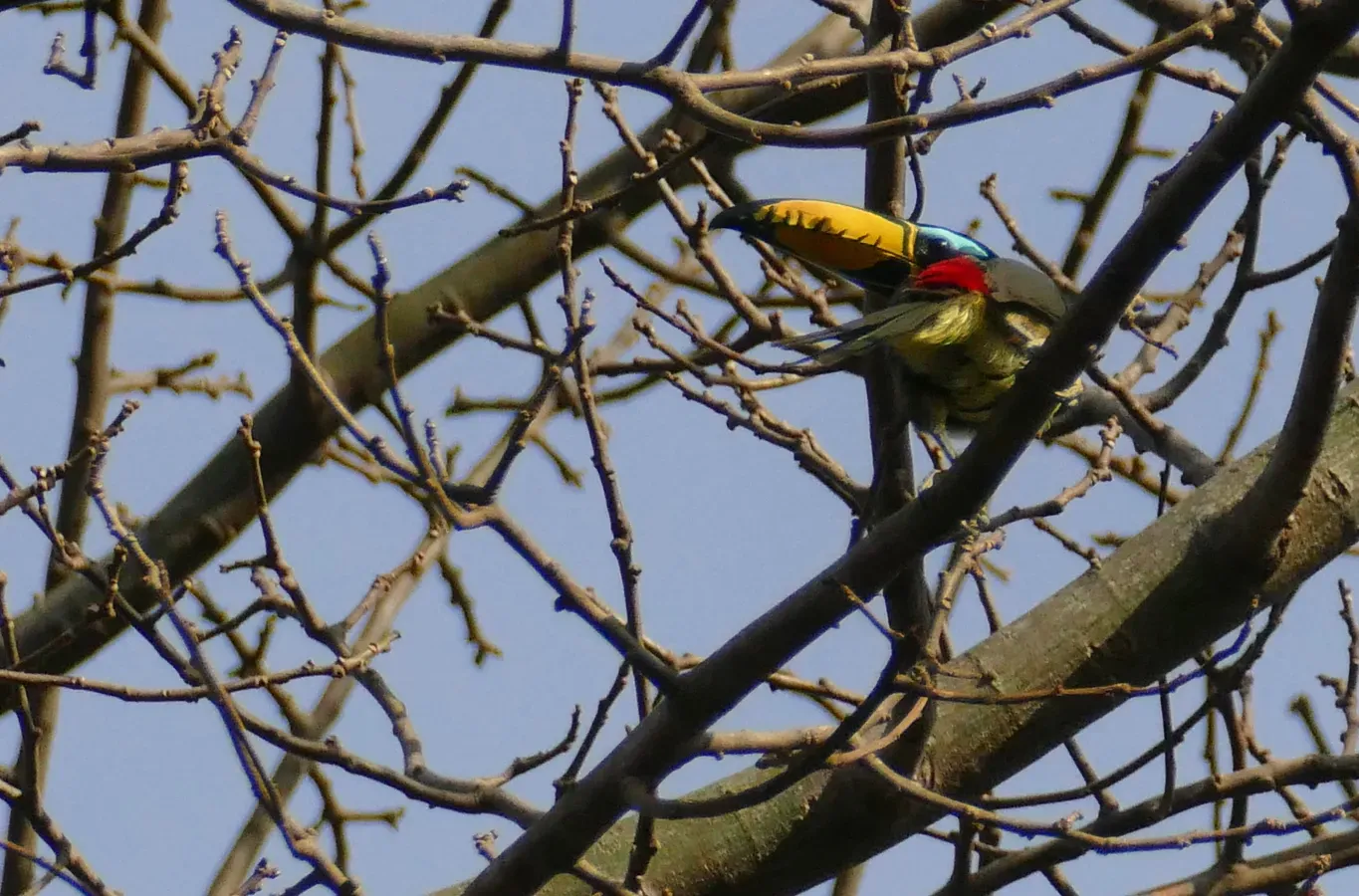 File:Lettered Aracari (Pteroglossus inscriptus) male ... (48329736616).jpg