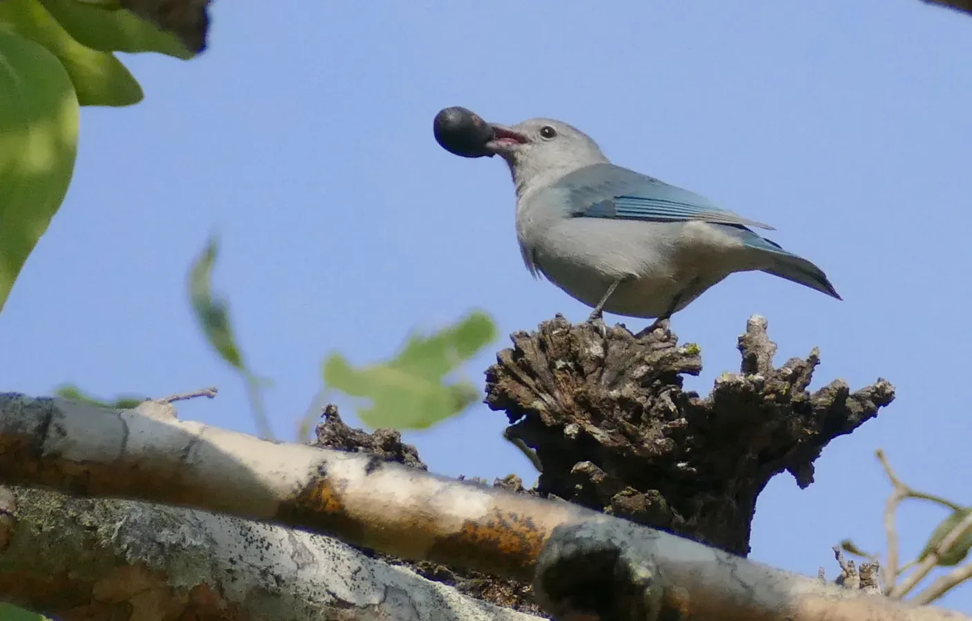 File:Sayaca Tanager (Thraupis sayaca) (48300659506).jpg