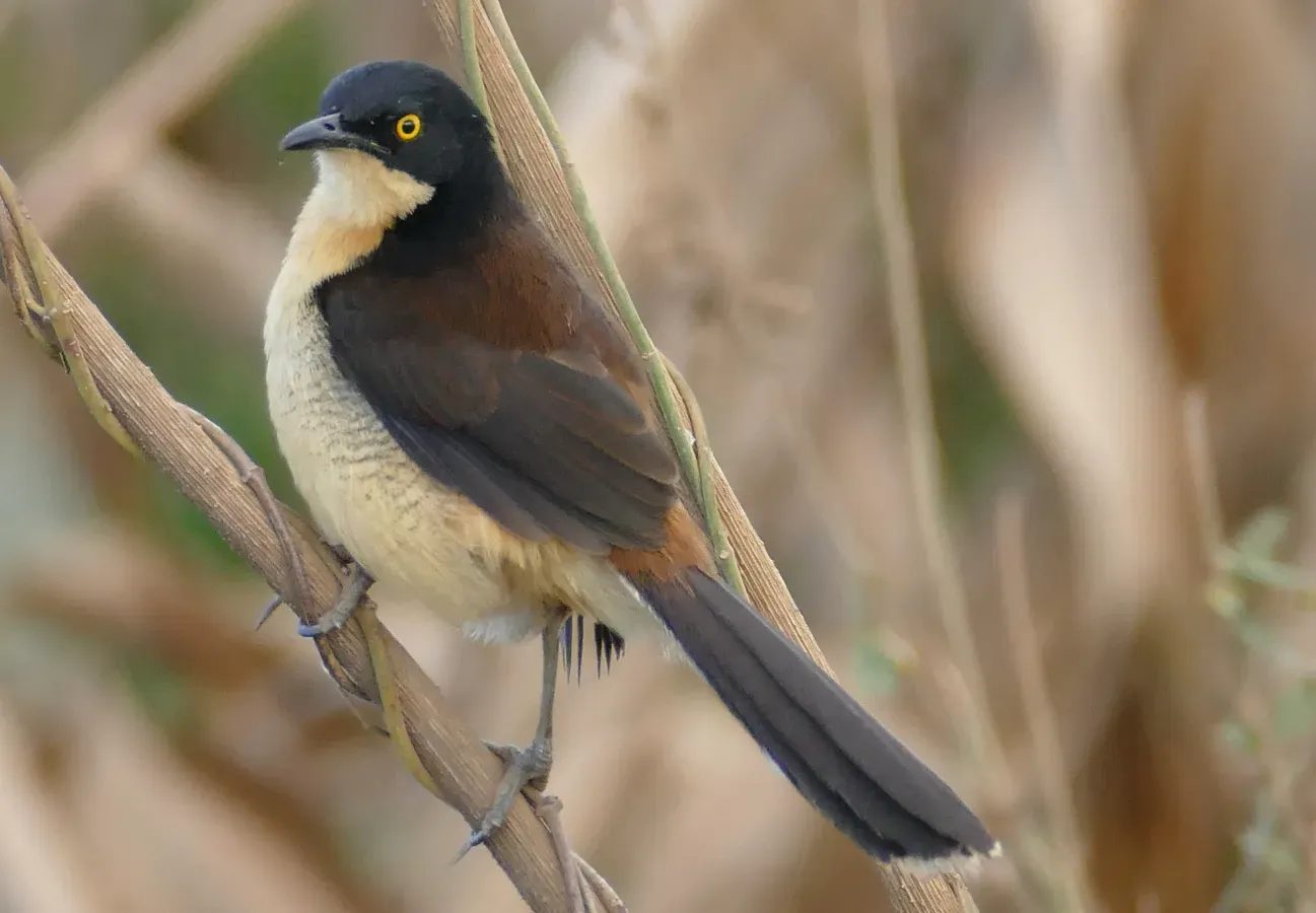 File:Black-capped Donacobius (Donacobius atricapilla) (48292264661).jpg
