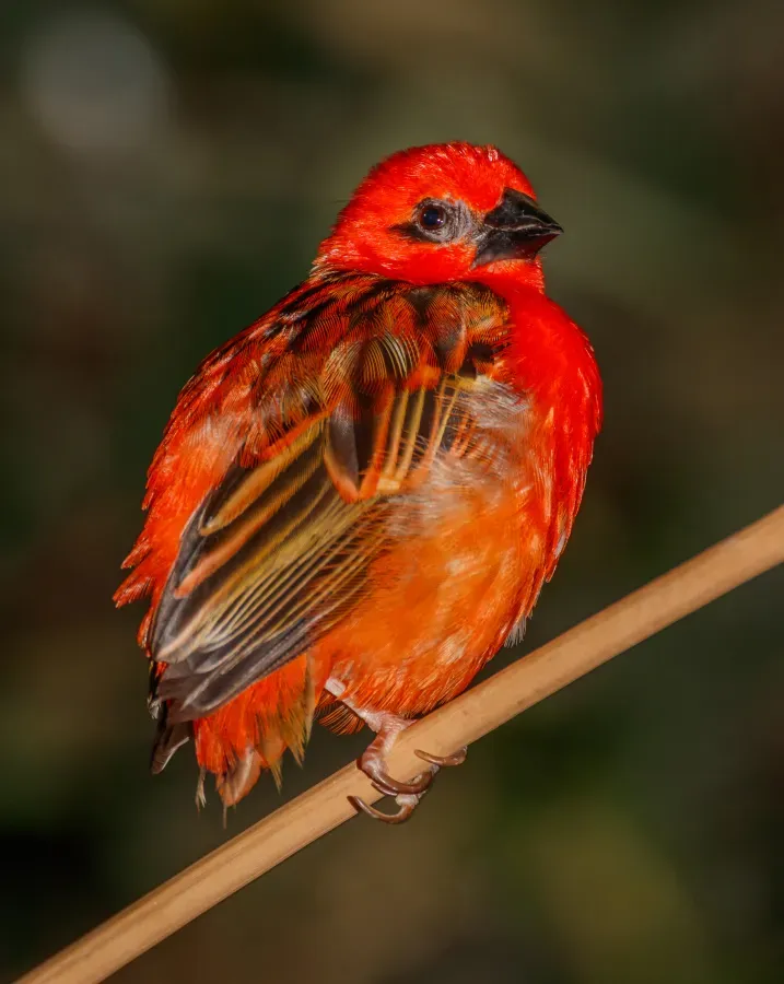 File:Foudia madagascariensis - Karlsruhe Zoo 01.jpg