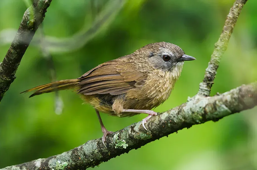File:Tawny-Breasted Wren-Babbler (Spelaeornis longicaudatus).jpg