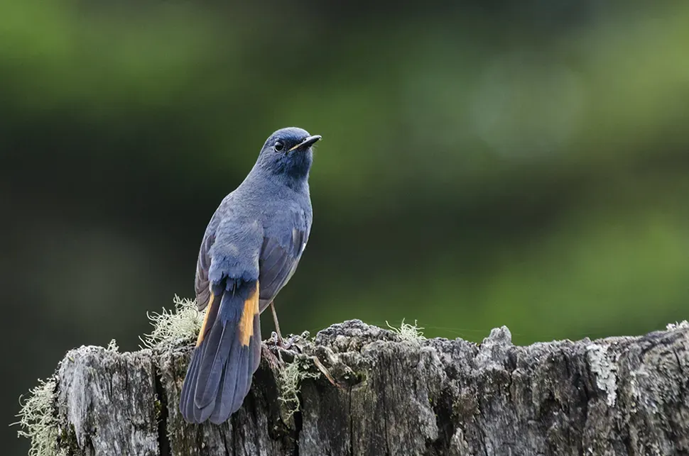 File:White-bellied redstart (Luscinia phaenicuroides).jpg