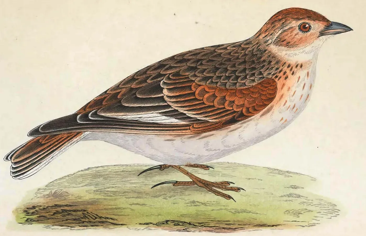 File:Alauda leucoptera. Bree.jpg