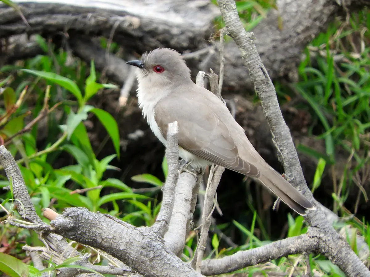 File:Coccycua cinerea.jpg