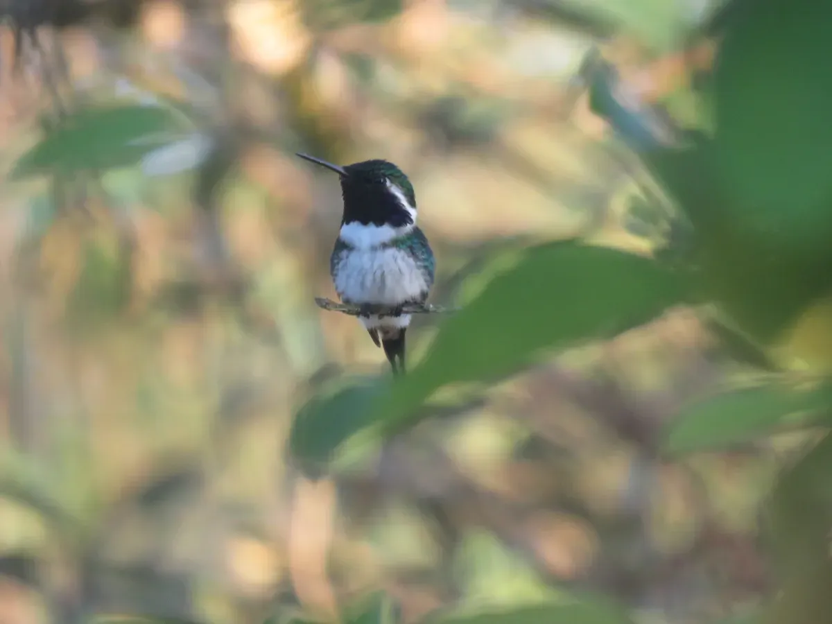 File:Chaetocercus berlepschi 35533145.jpg