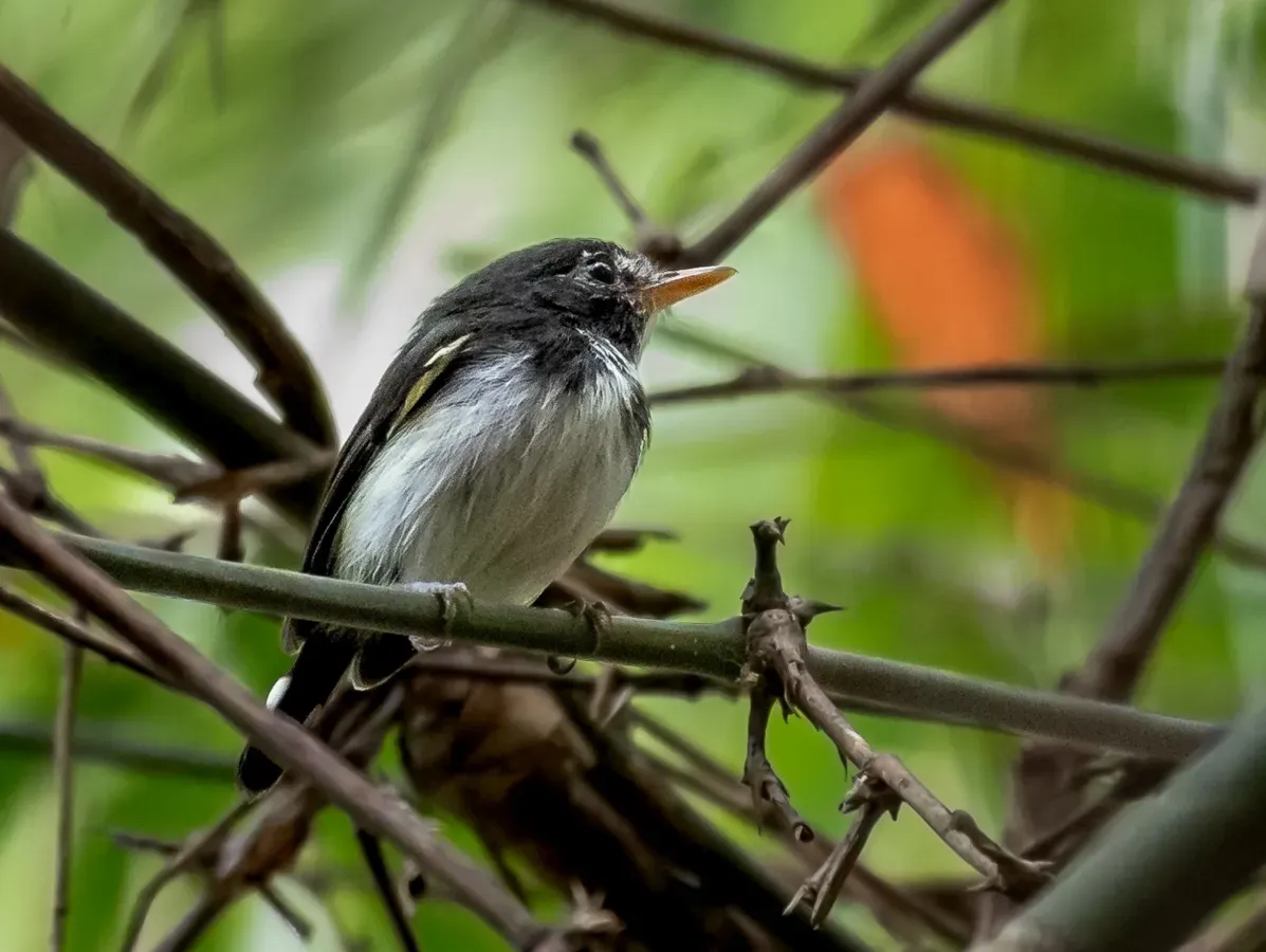File:Poecilotriccus capitalis - Black-and-white Tody-Flycatcher (male); Parauapebas, Para, Brazil.jpg