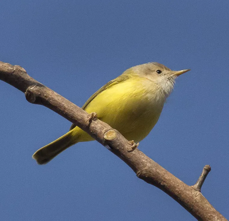 File:Senegal Eremomela (Eremomela pusilla) - Gambia.jpg