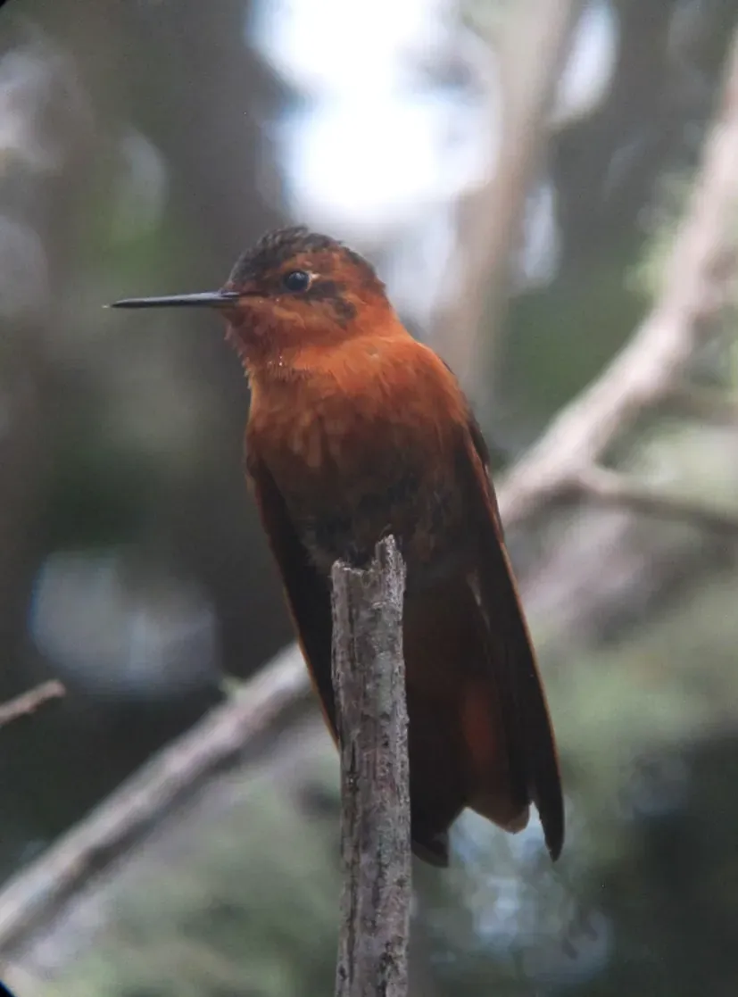 File:Aglaeactis cupripennis Shining Sunbeam (30355508406).jpg
