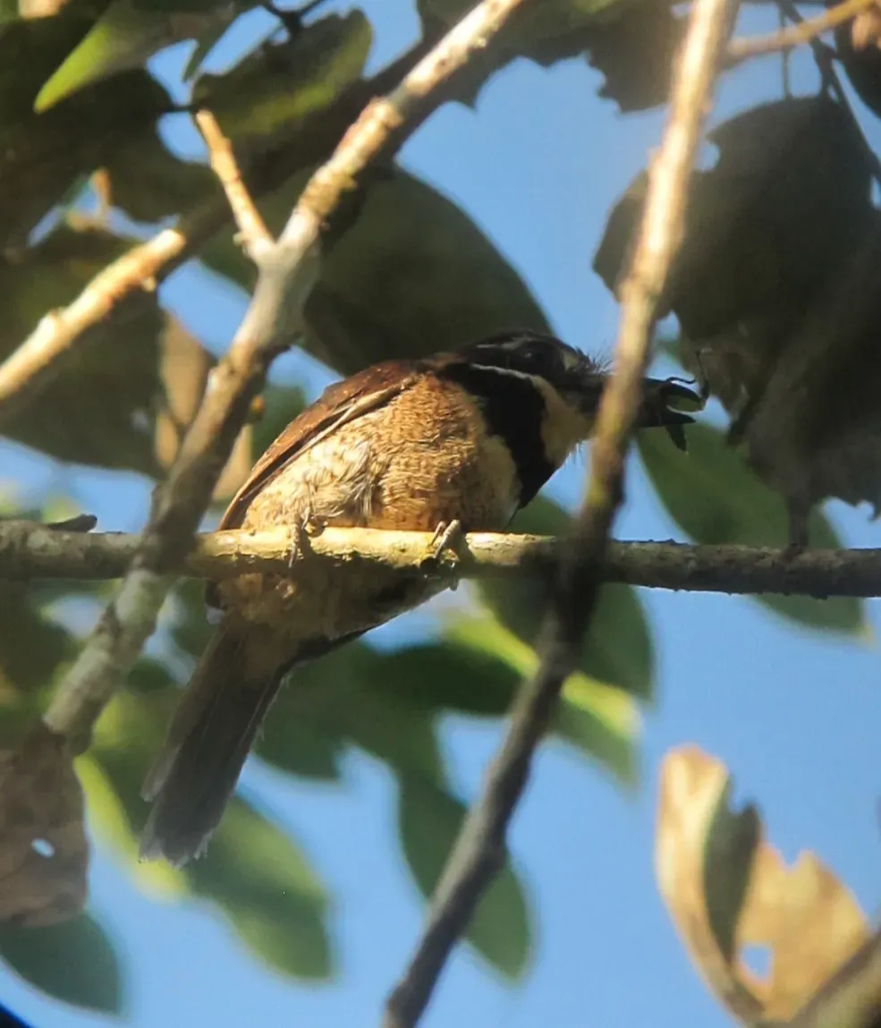 File:Bucco macrodactylus Chestnut-capped Puffbird (17924176764).jpg