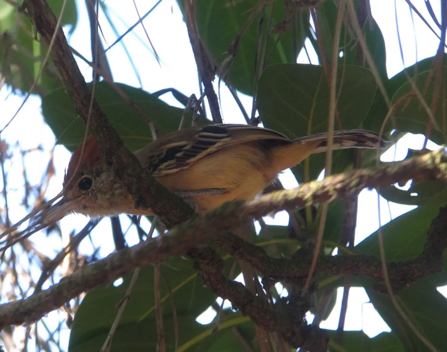 File:Sakesphorus canadensis Batará copetón Black-crested Antshrike (female) (16236828677).jpg