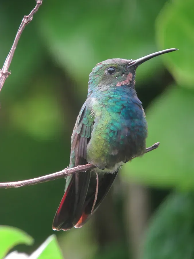 File:Anthracothorax prevostii Mango Pechiverde Green-breasted Mango (15373355857).jpg