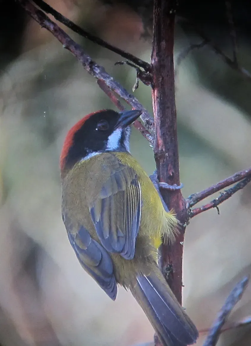 File:Atlapetes albofrenatus Gorrión montés bigotudo Moustached Brush-Finch (6510280165).jpg