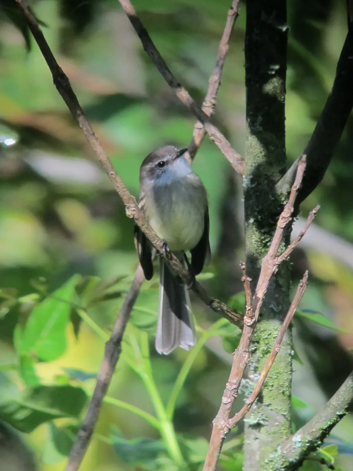 File:Mecocerculus leucophrys Tiranuelo gorgiblanco White-Throated Tyrannulet (6504639343).jpg